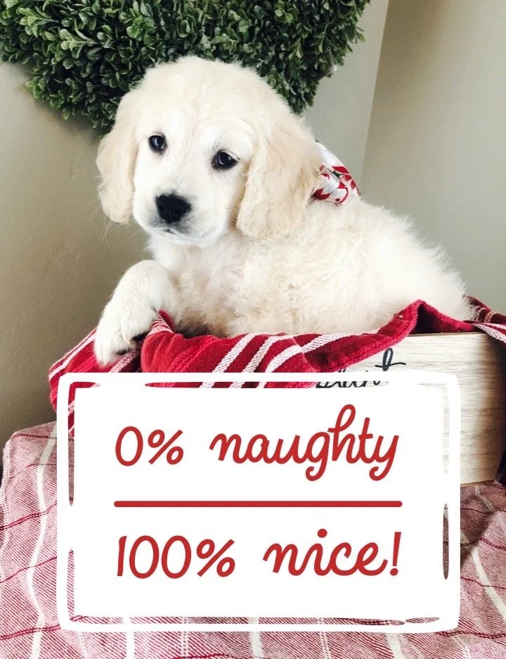 Mellie puppy pic 2.JPG