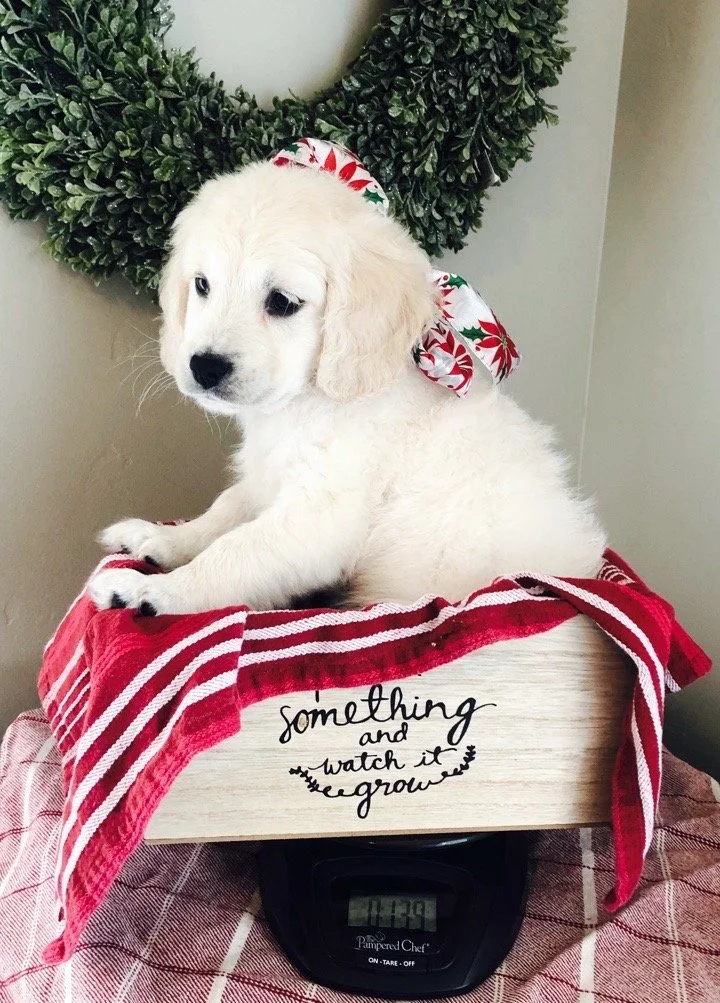 Mellie puppy pic 3.JPG