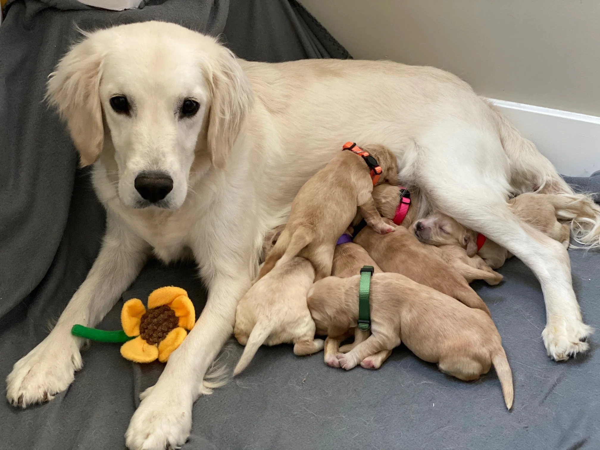 Mellie with pupps 2.jpg