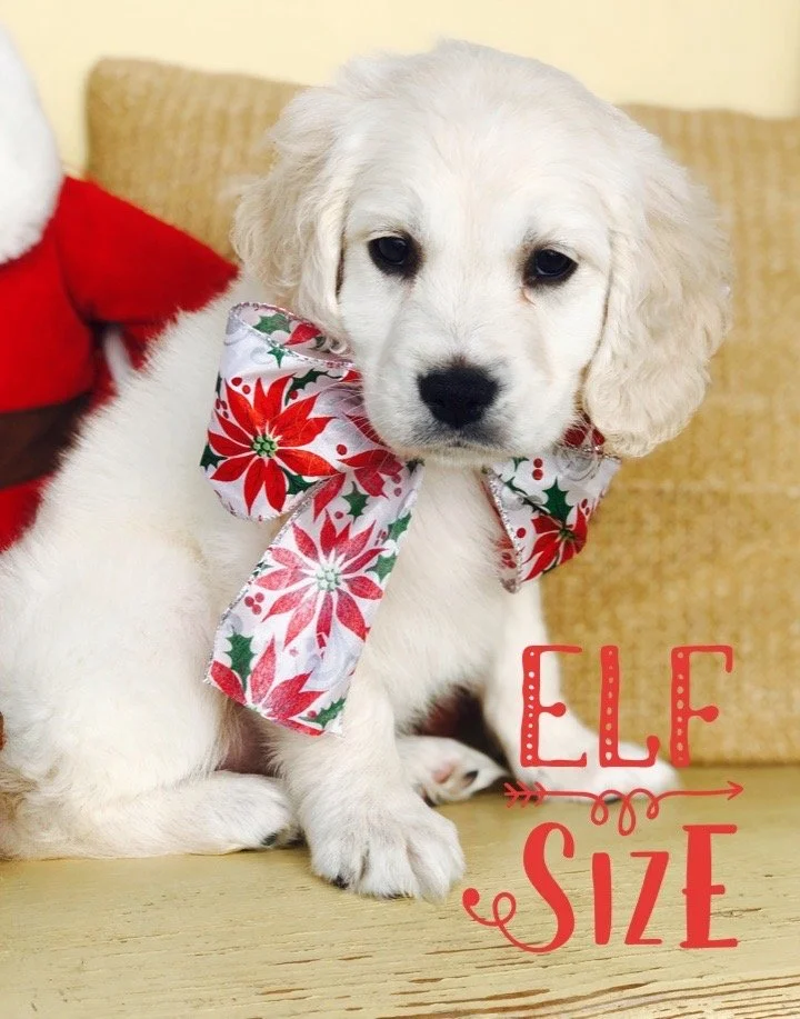 Mullie puppy pic1.JPG