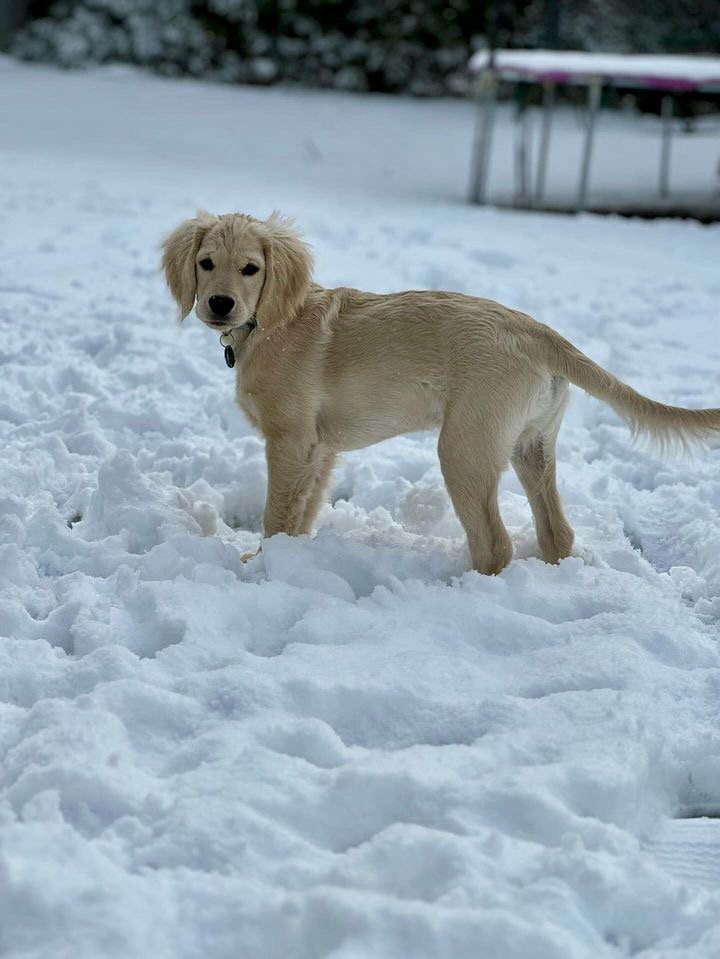 Hudson in the snow!