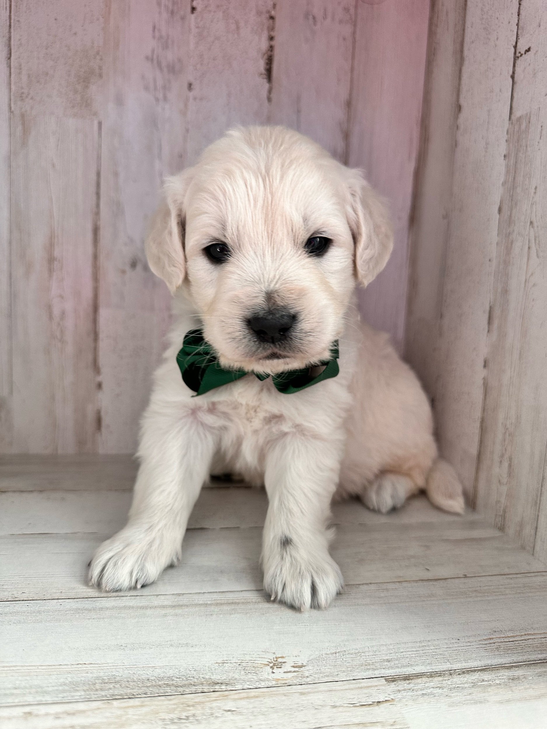 Cloud 4-weeks-old