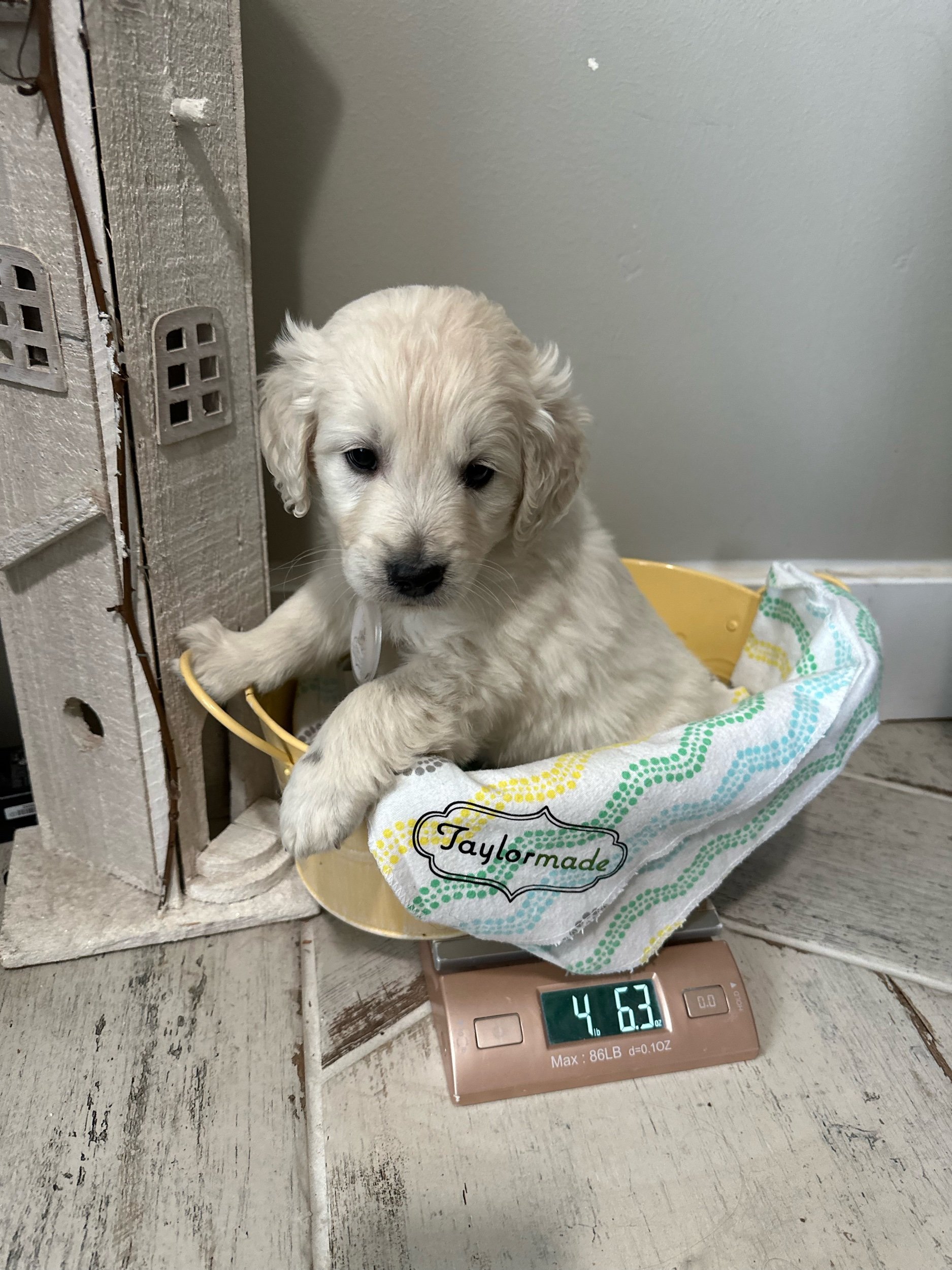 Cloud 6-week -old weight check