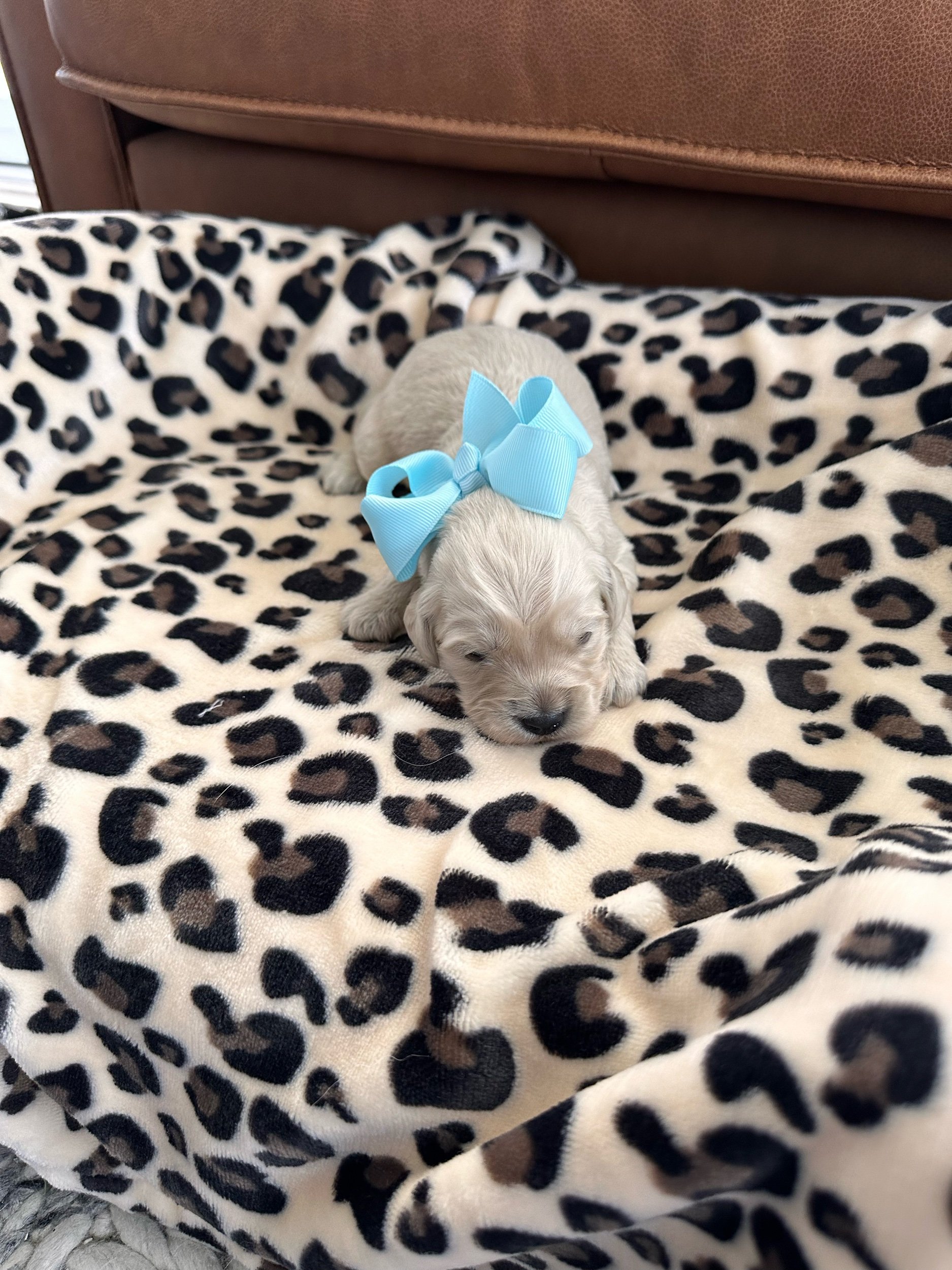 Chanel 2-weeks-old