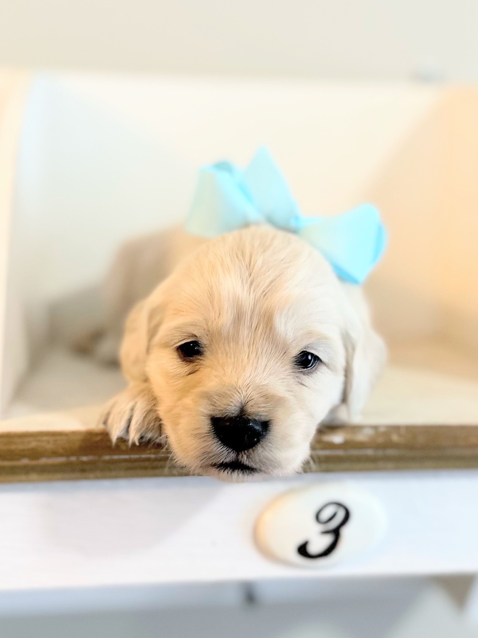 Chanel 3-weeks-old
