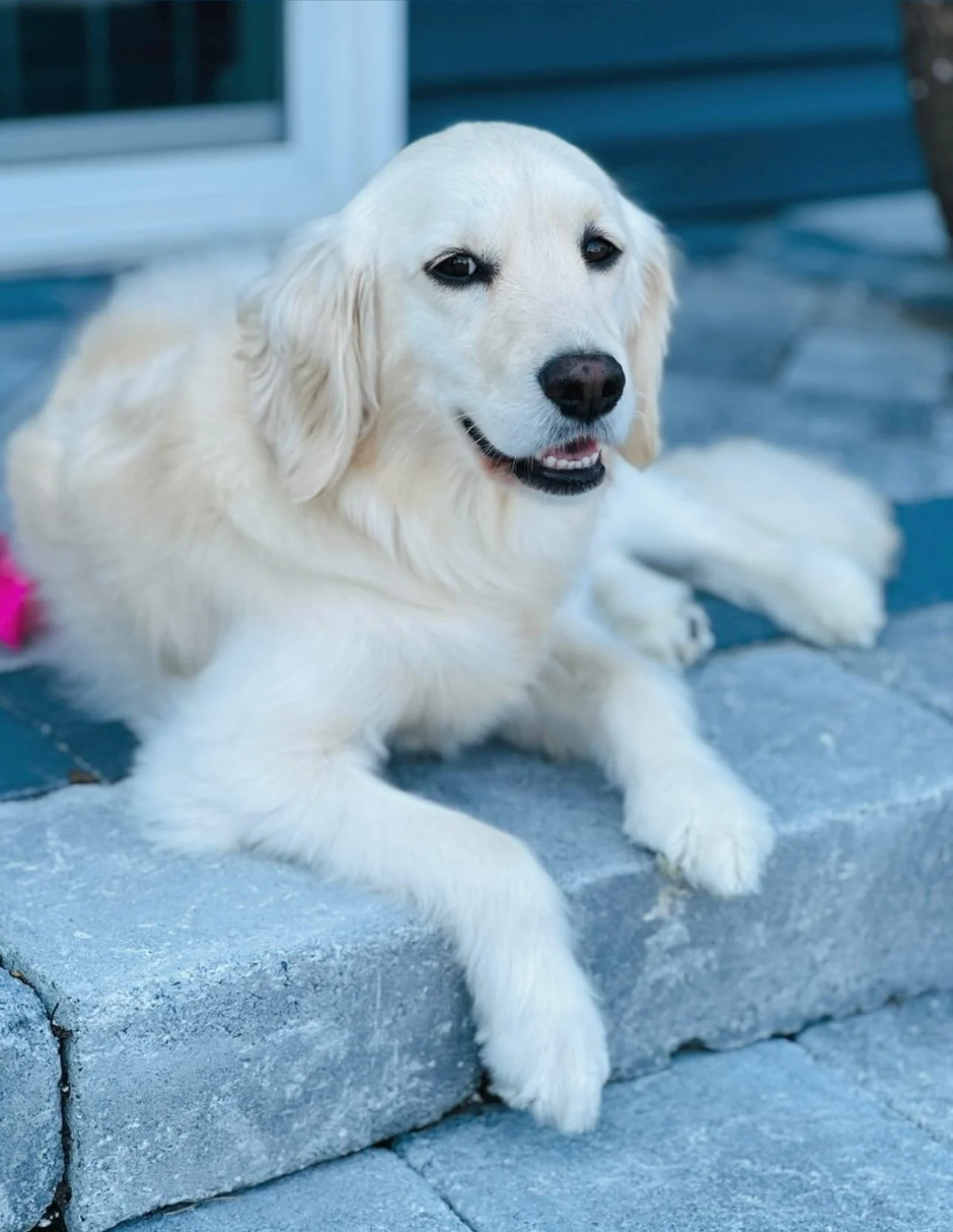 Taylormade Mini Golden Retriever 