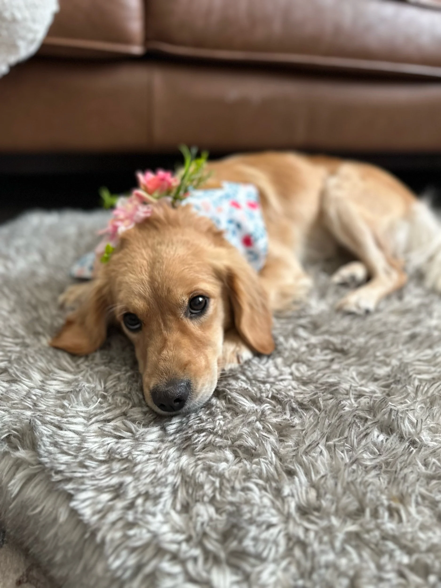 Taylormade Mini Golden Retriever 