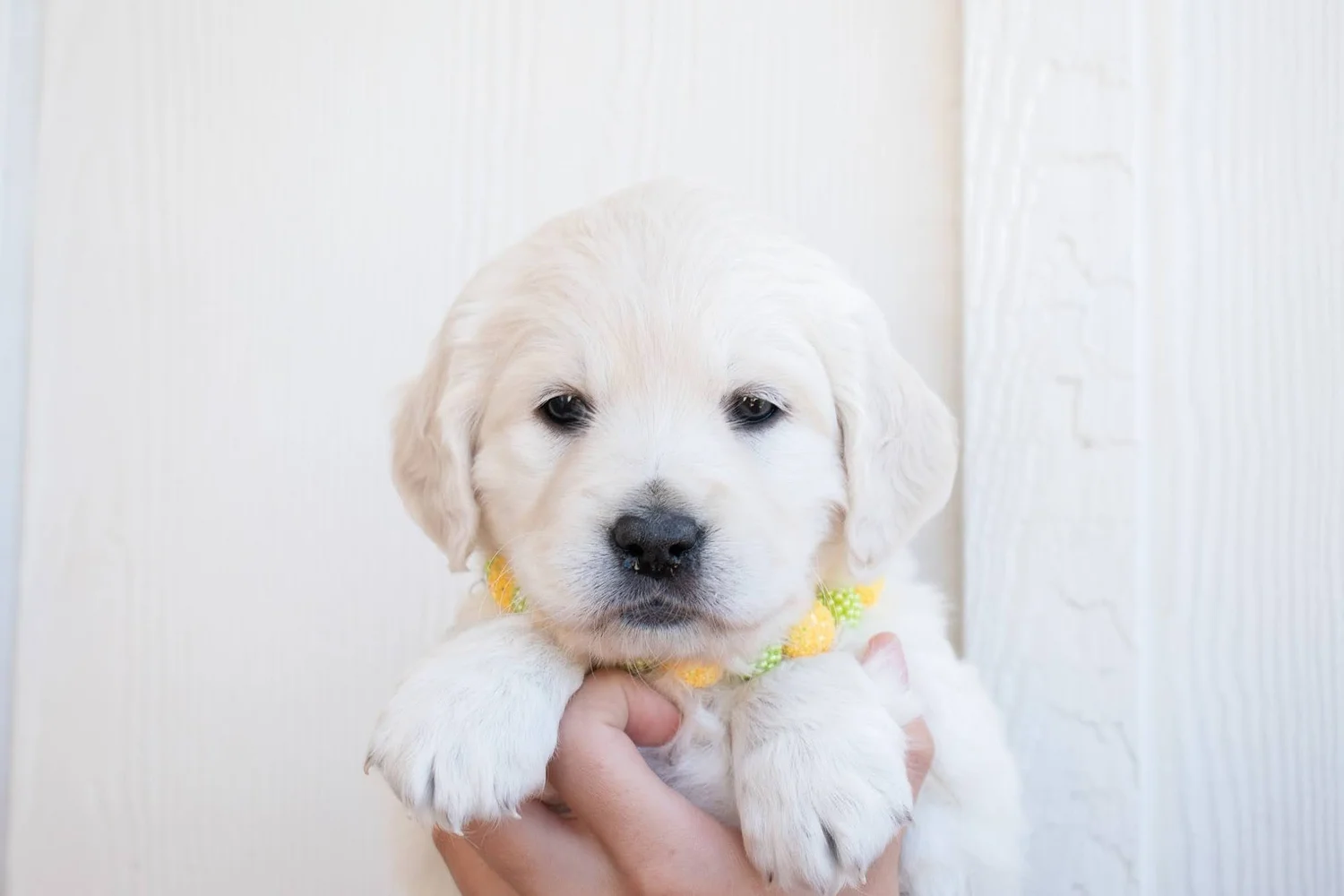Taylormade Miniature Golden Retriever