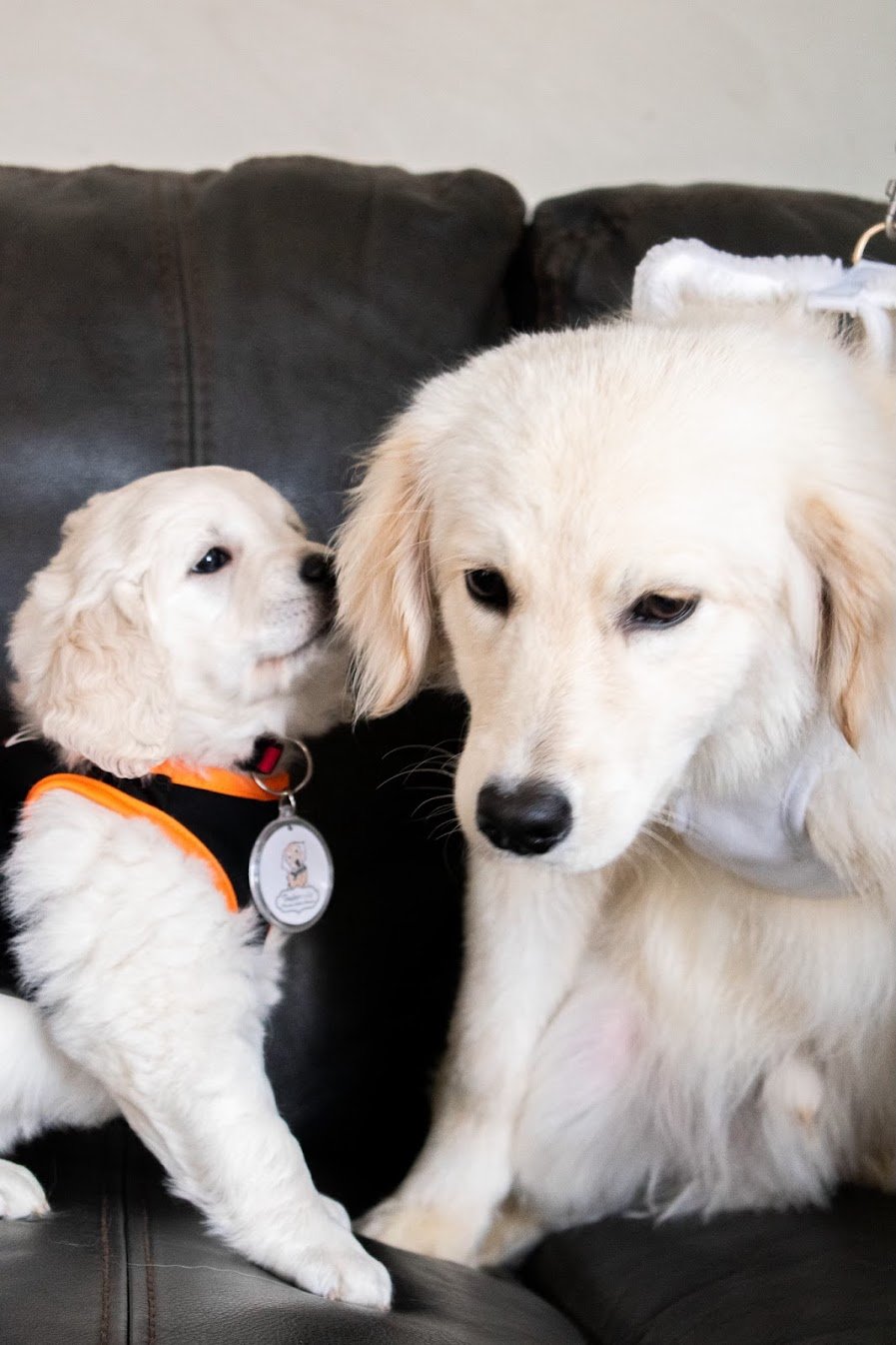 Tristan and his little Sister Bonnie