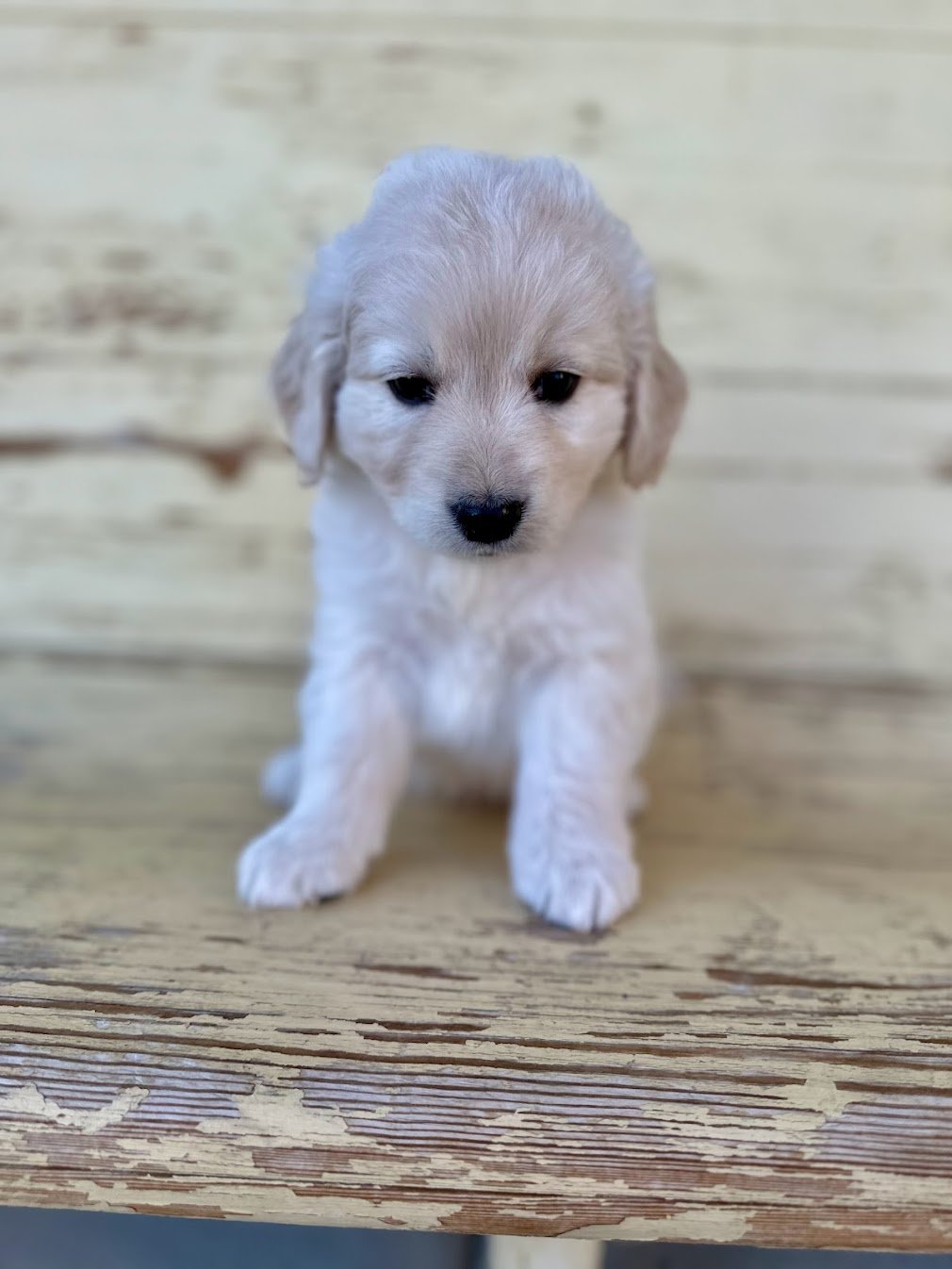 6 week old Tristan