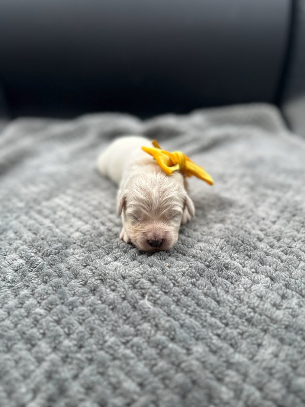 1 week old Tristan