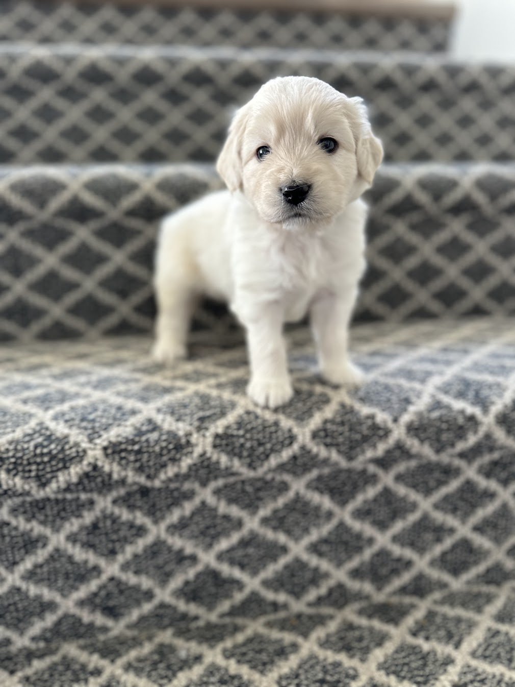 4 weeks old Tristan