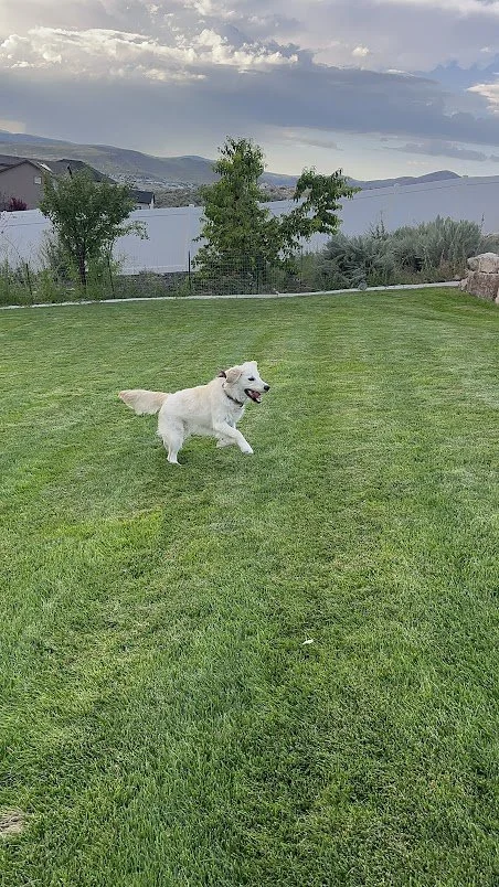 Ace Running.JPG