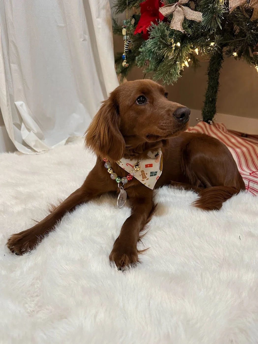 Quinn under the tree.jpg