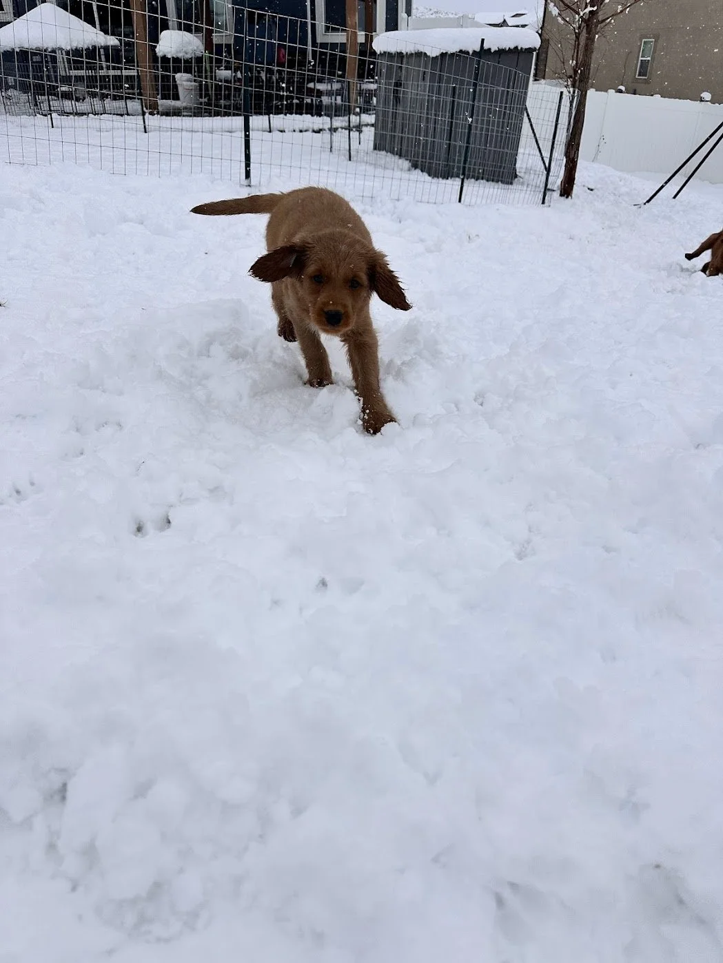 Quinn in the snow.jpg