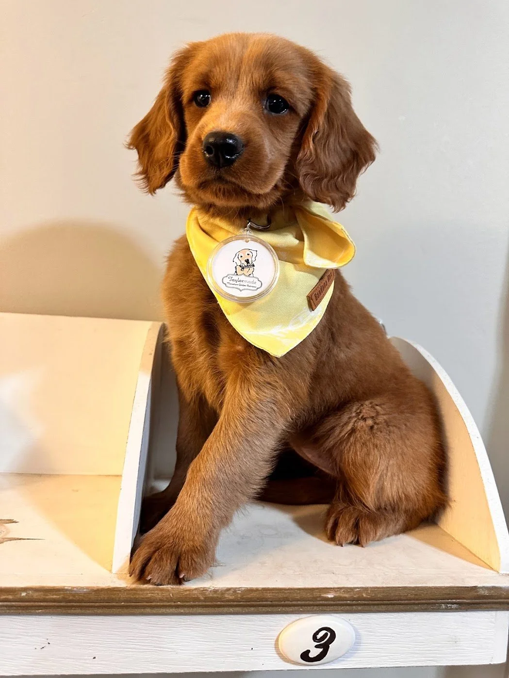 8 week old quinn.jpg