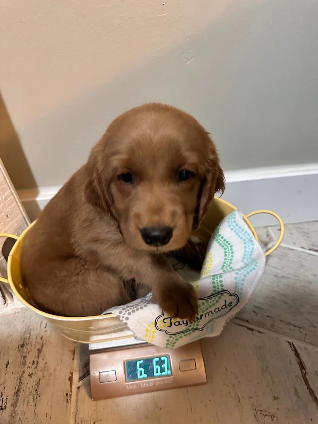 8 week weight check.jpg