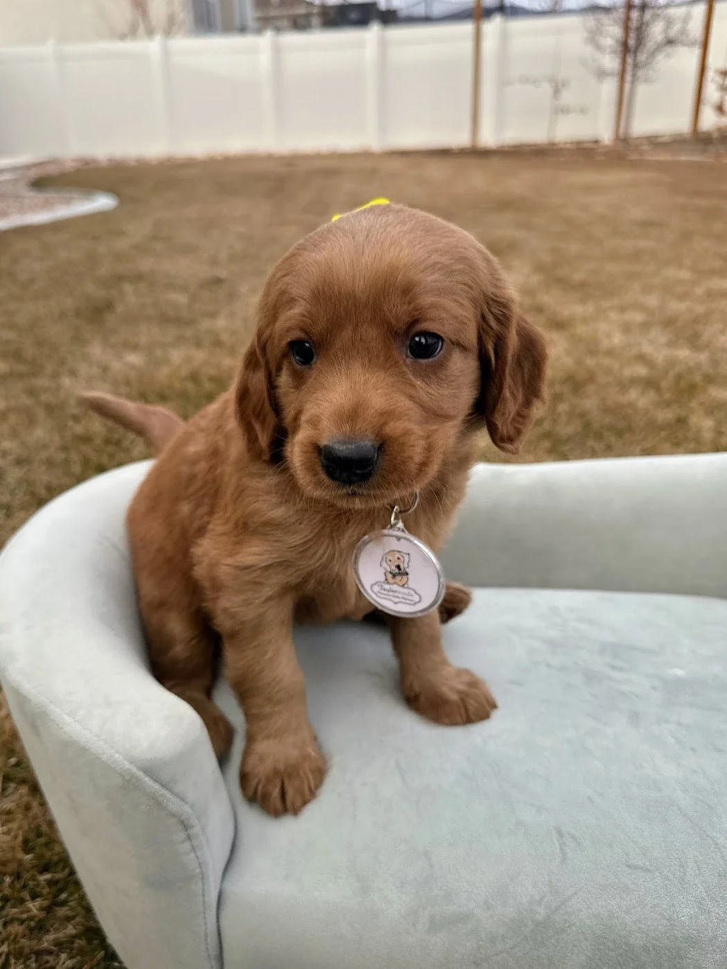 6 week old Quinn.jpg