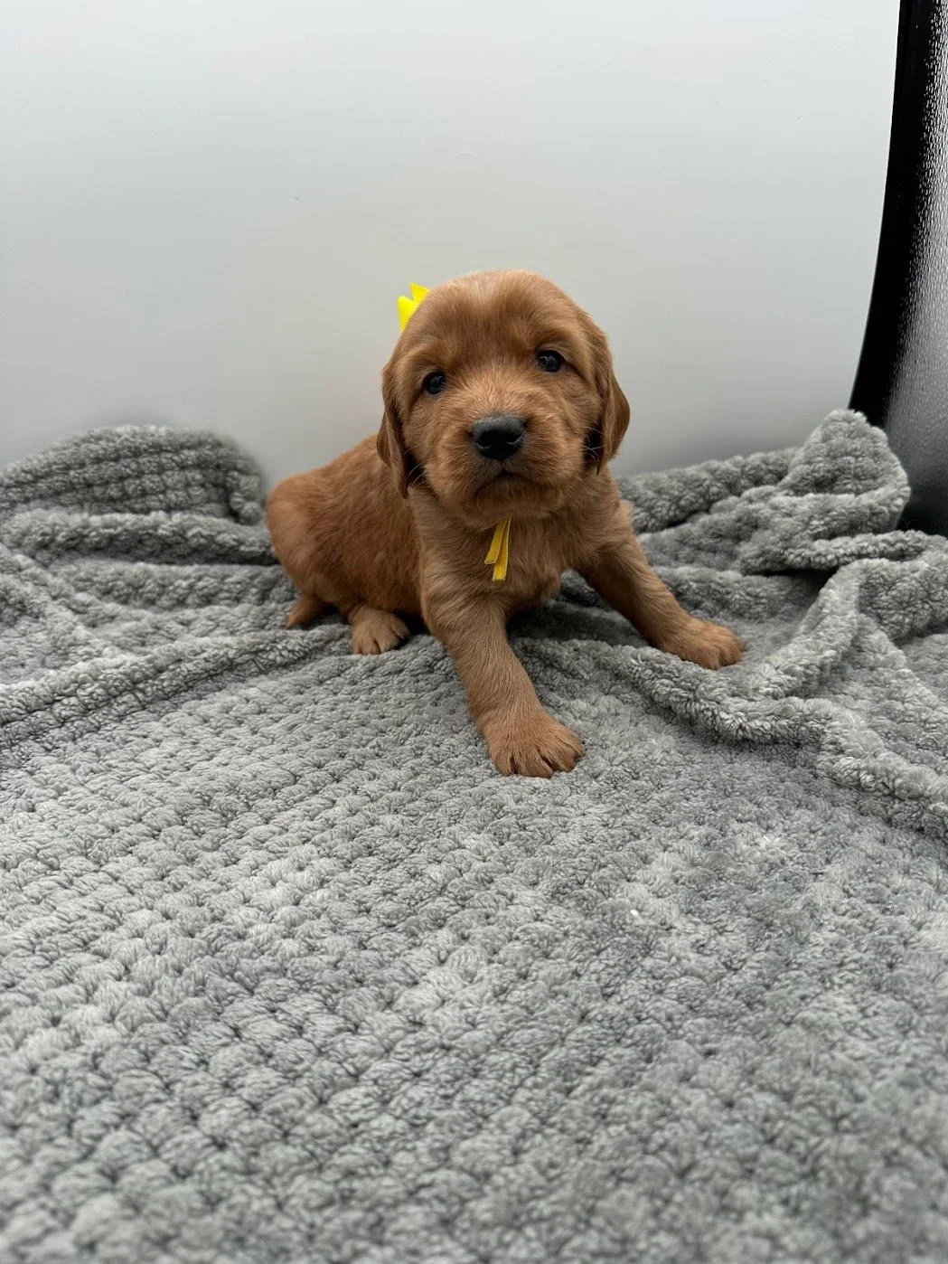 4 week old Quinn.jpg
