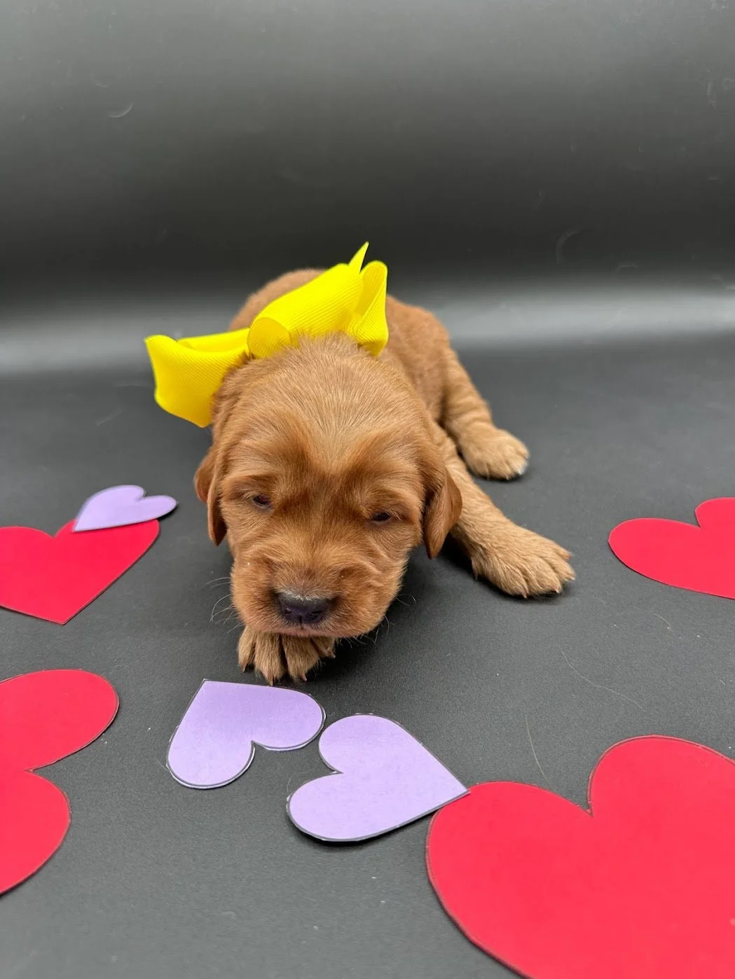 3 week old Quinn.jpg