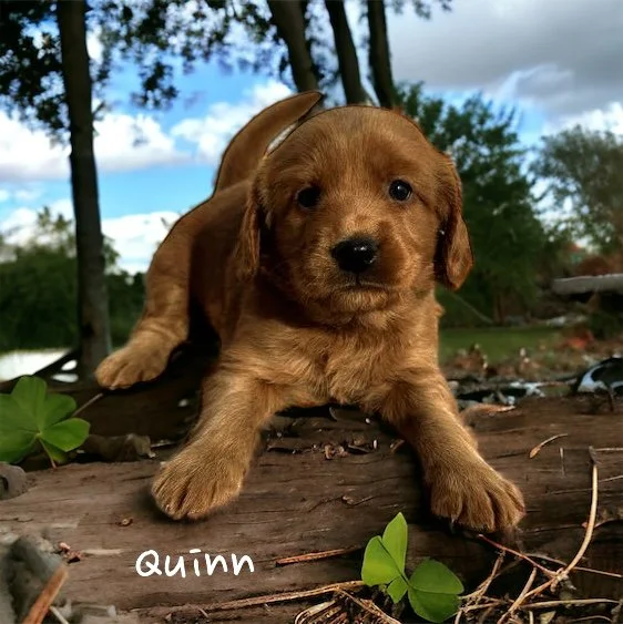 AI fun with Quinn 5 weeks.jpg