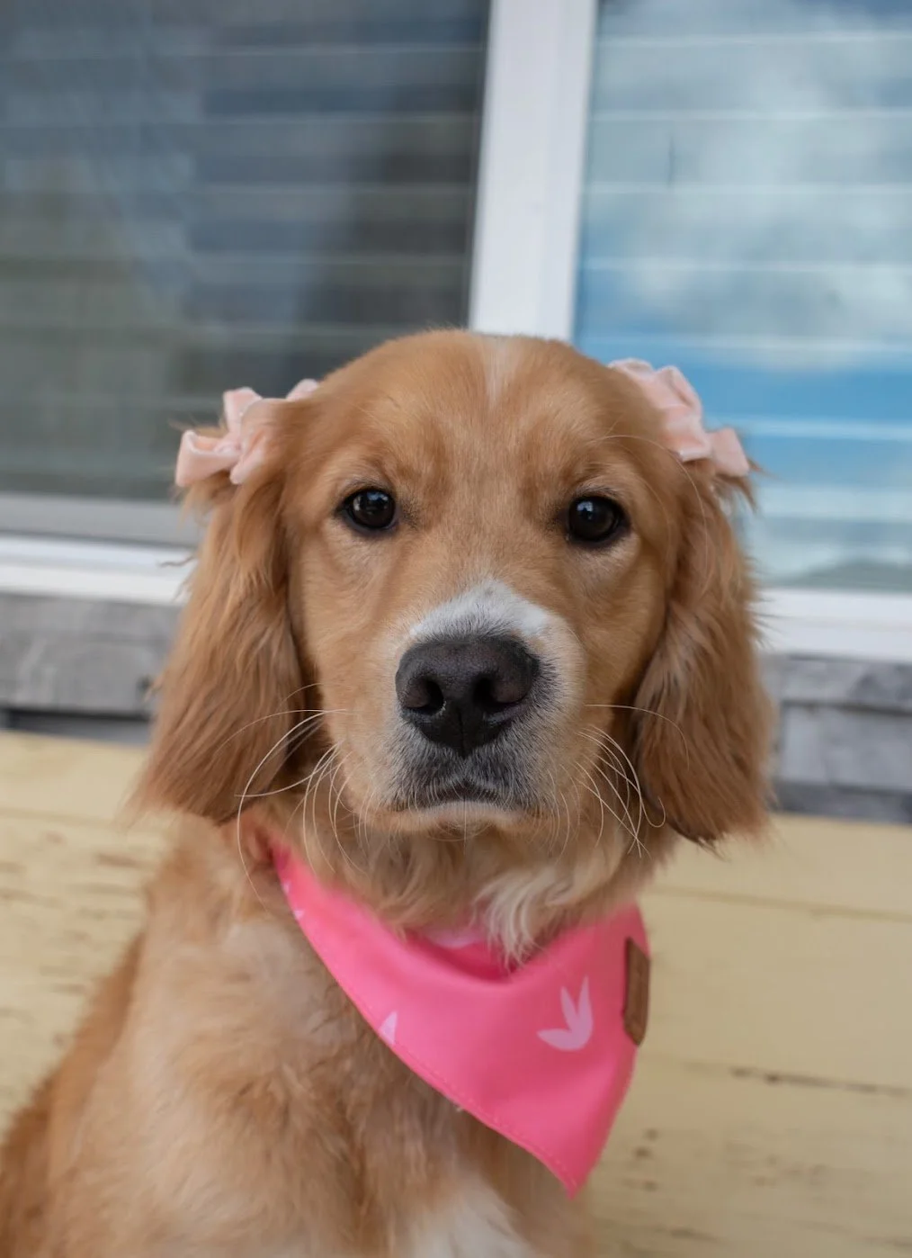 Blossom head shot.jpg