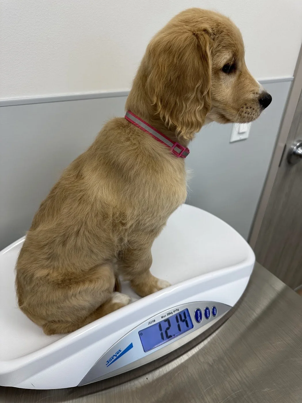 Blossom Vet Check.jpg