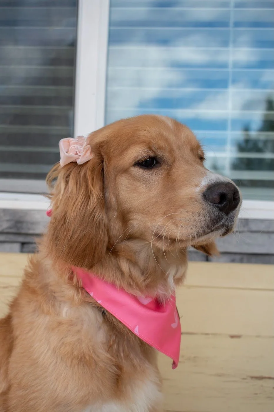 Blossom adult profile.jpg