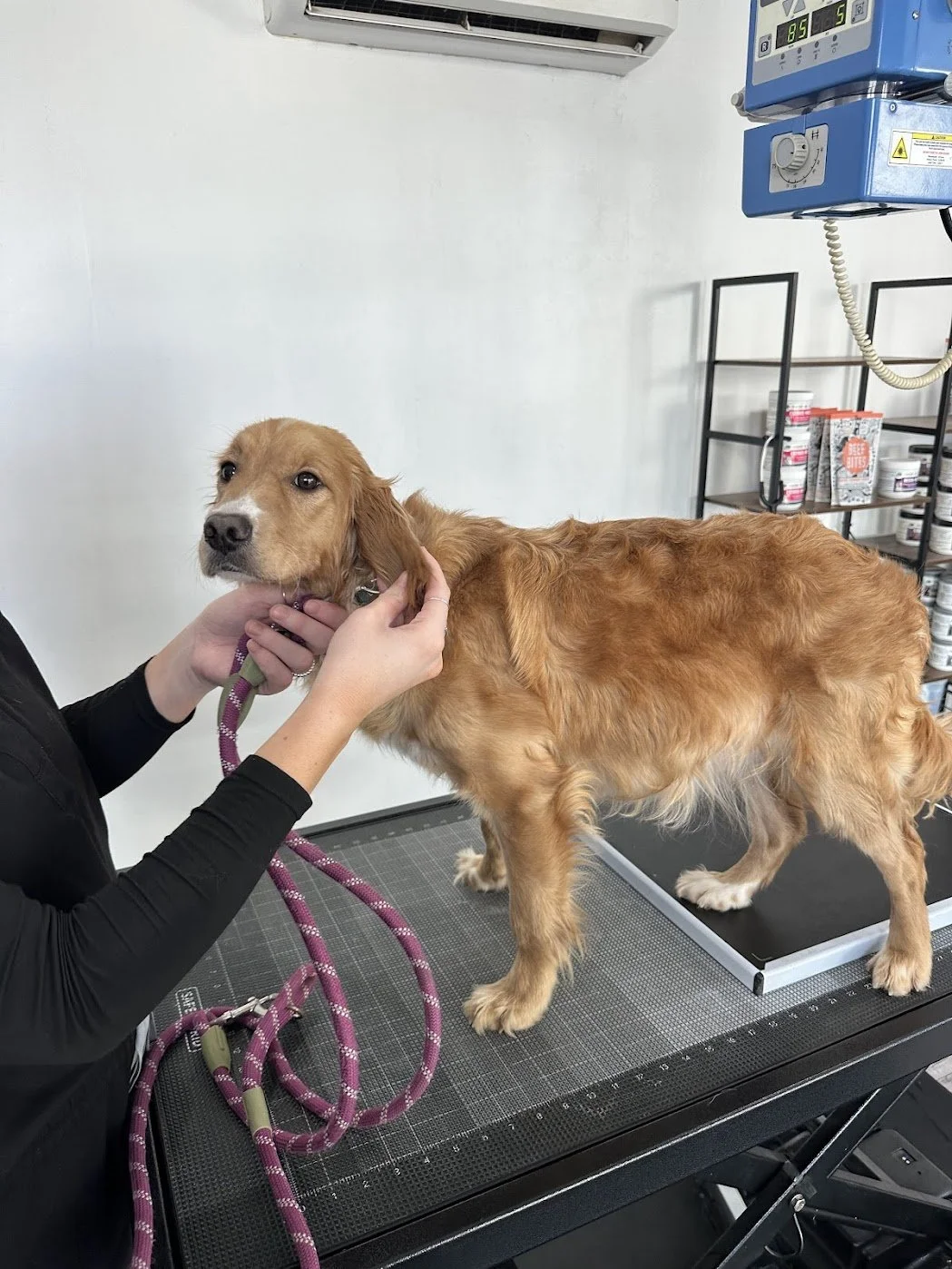 Blossom vet checkup.jpg