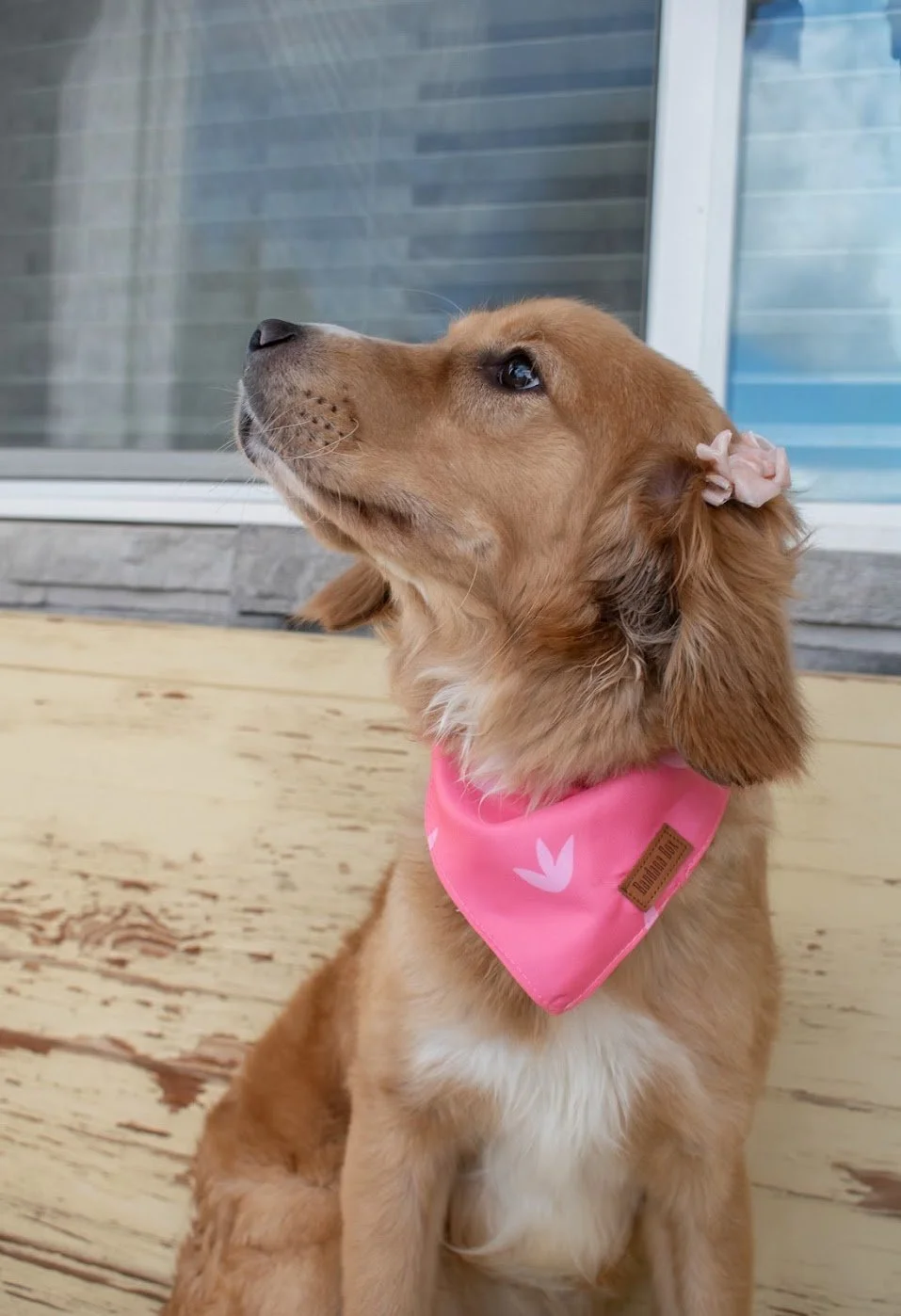 Blossom left profile.jpg