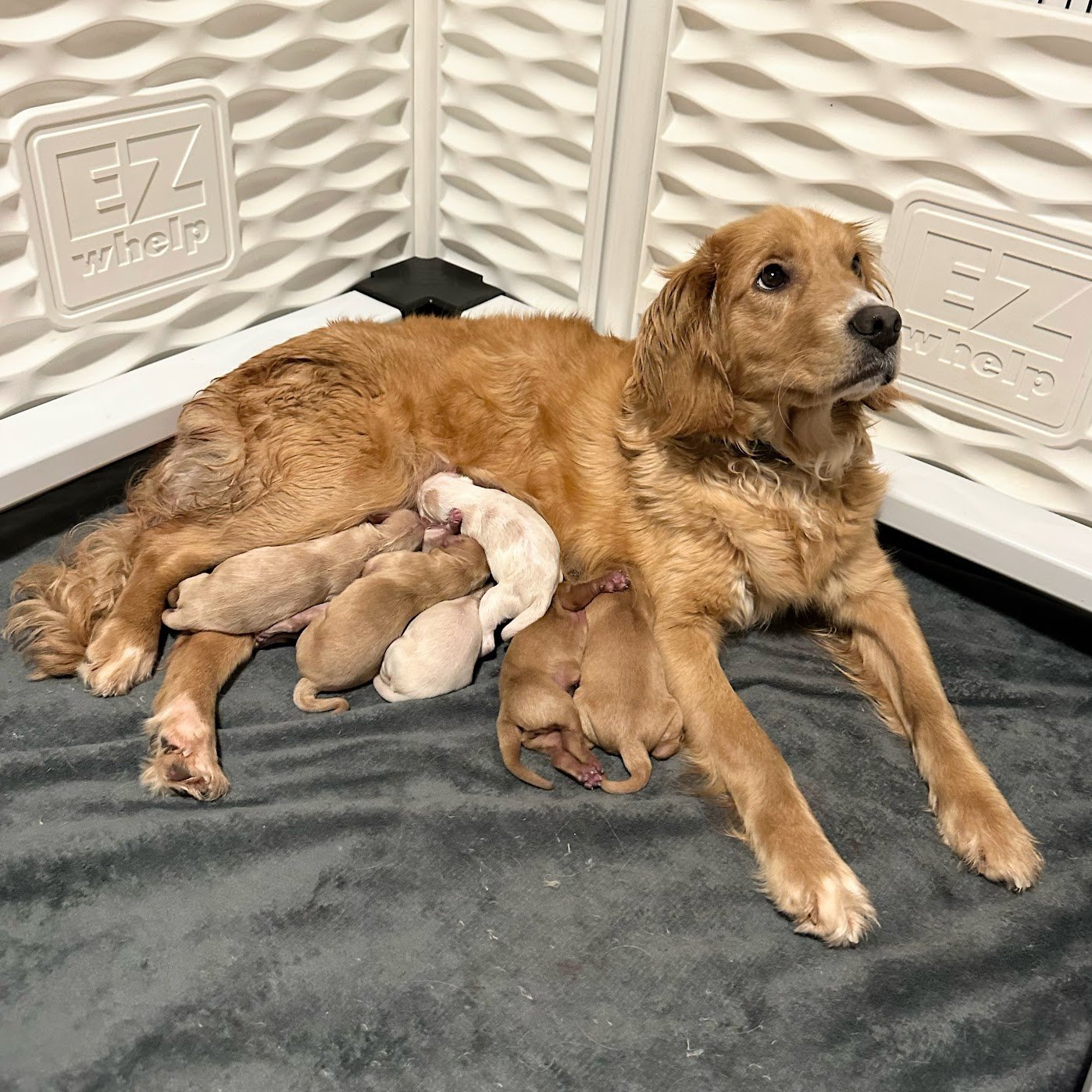Blossom with her first litter.jpg