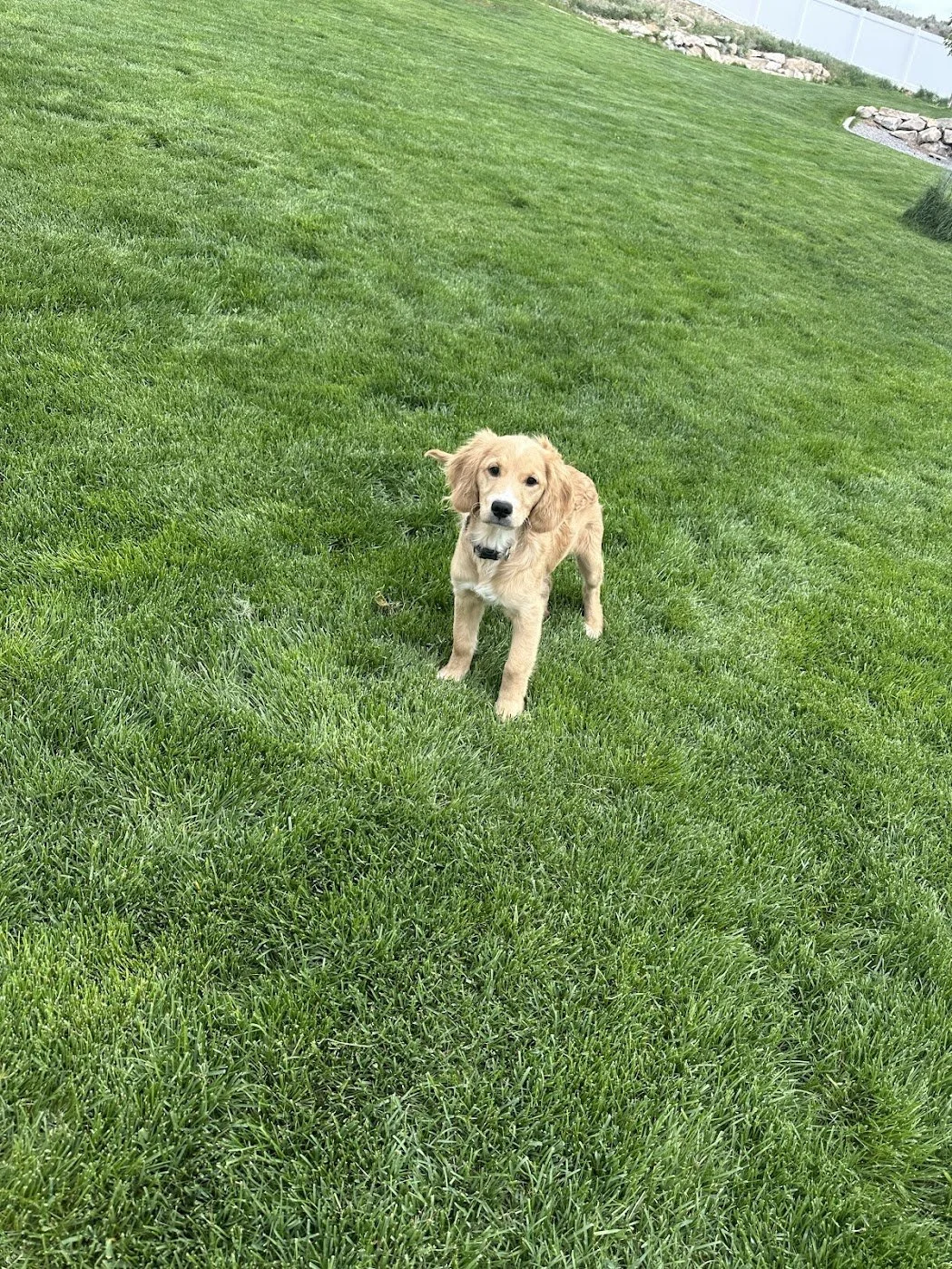 Blossom 5 months old