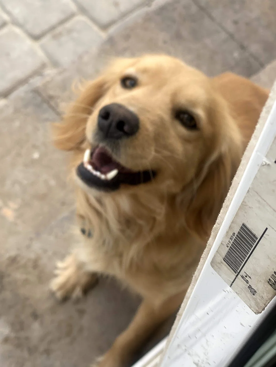 Let Ranger in.jpg
