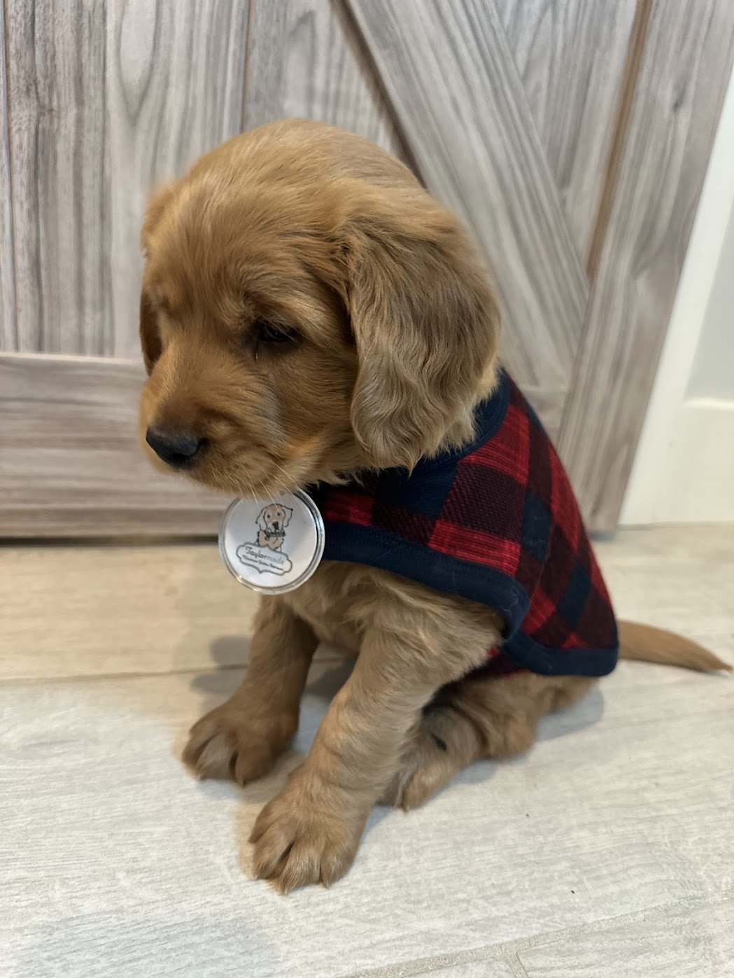 Yukon dark gold male