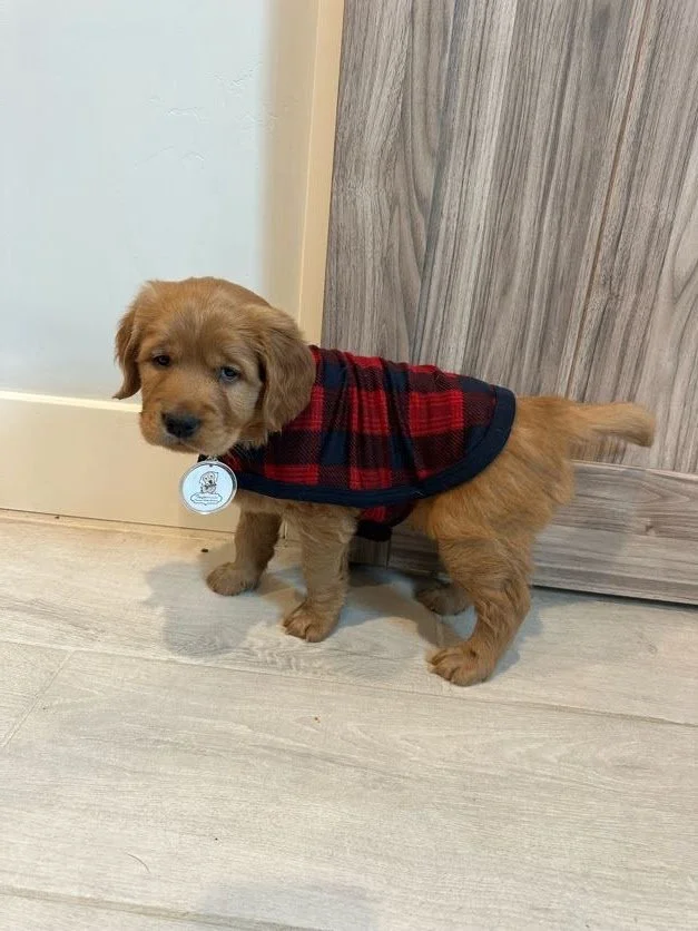 Yukon dark gold male