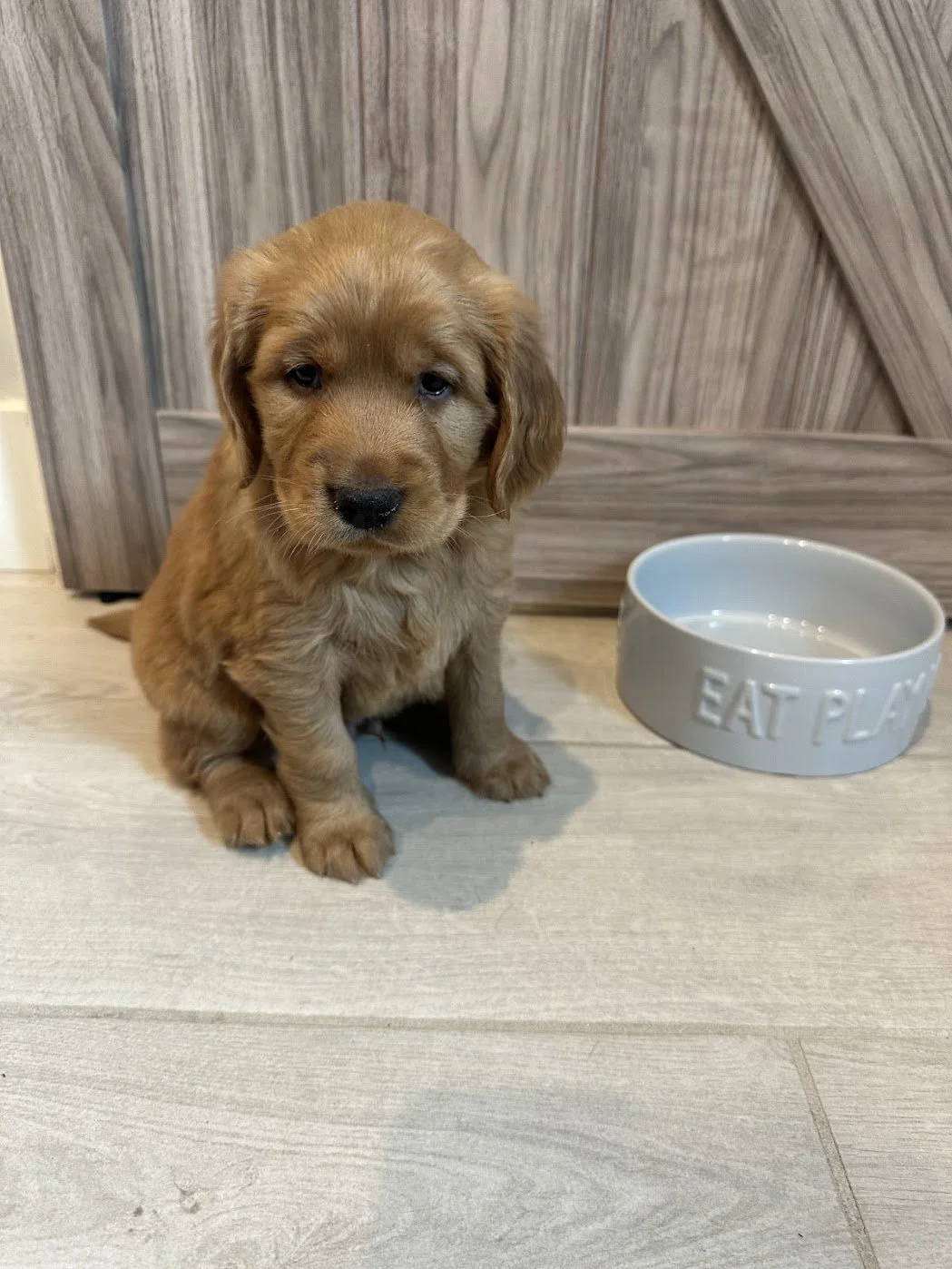 Yukon dark gold male