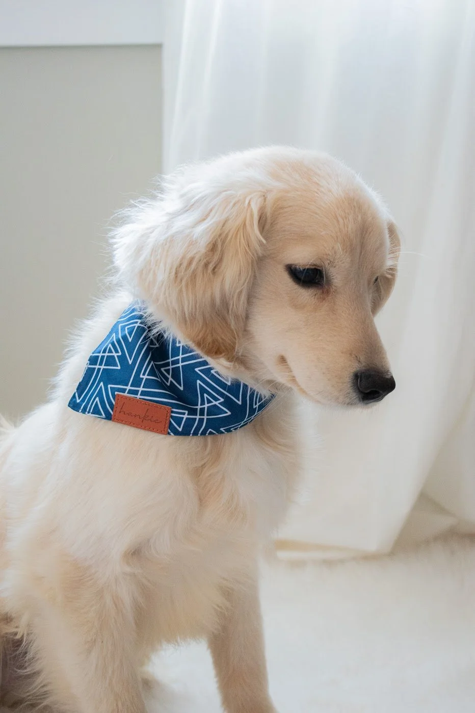 Mini Golden Retriever Gunner's Right profile
