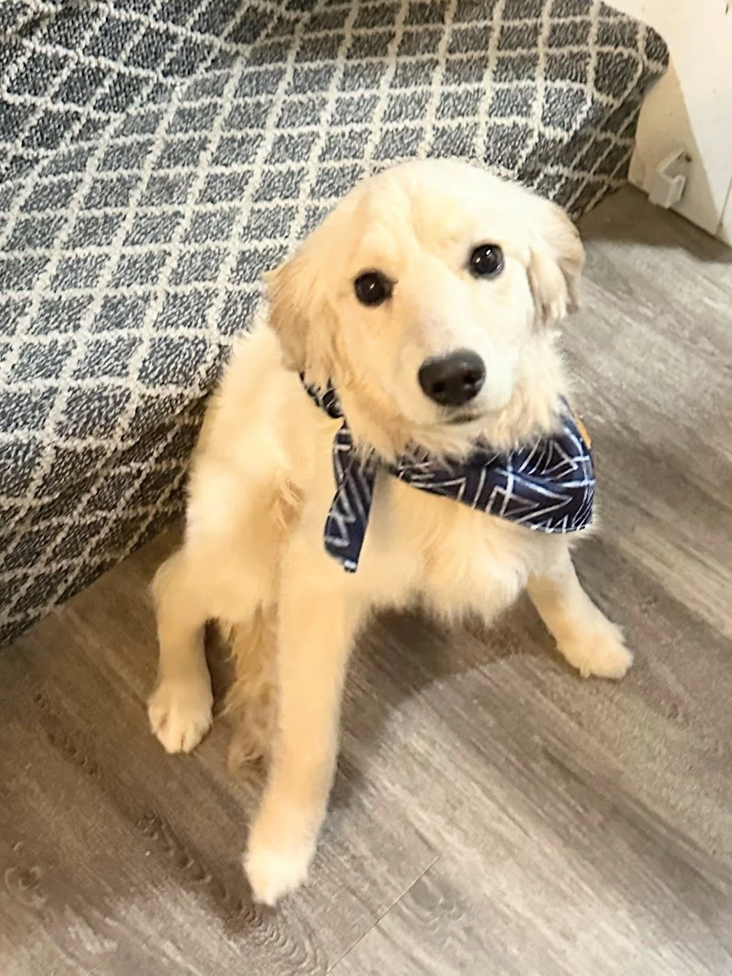 Mini Golden Retriever Gunner's deep eyes
