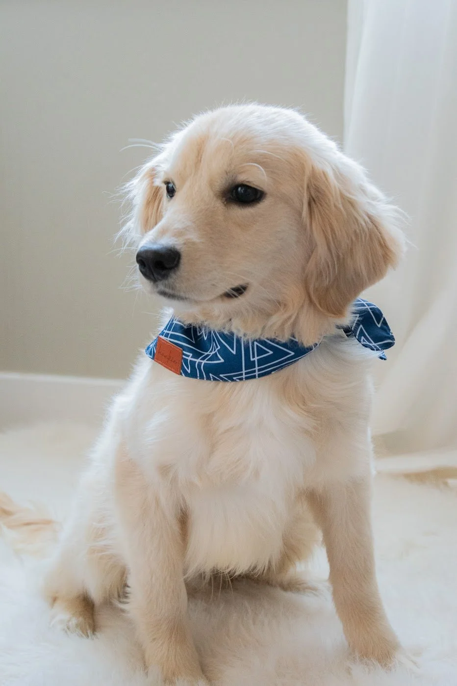 Handsome Mini Golden Retriever Gunner
