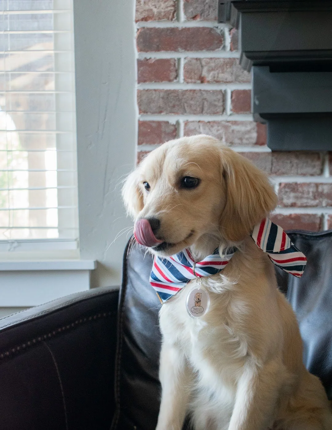 Mini Golden Gunner licks his nose.JPG