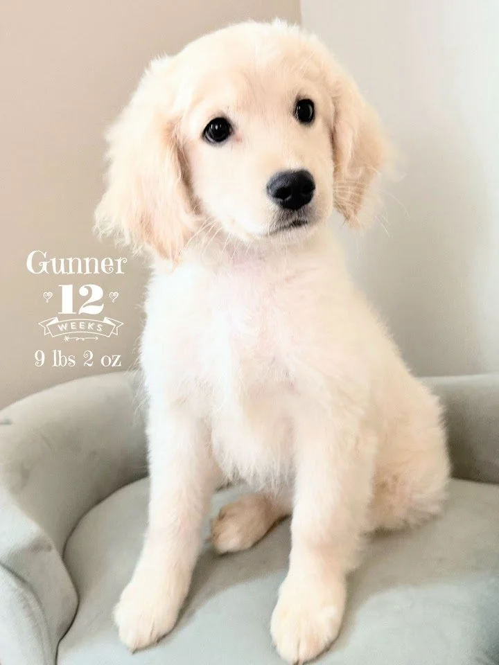 Mini Golden Retriever Gunner 12 weeks.jpg