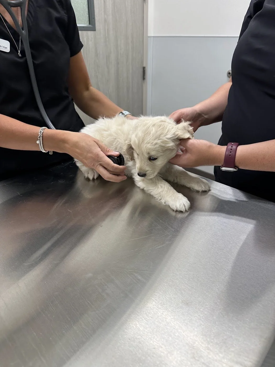 Mini Golden Retriever Gunner's Vet check.jpg