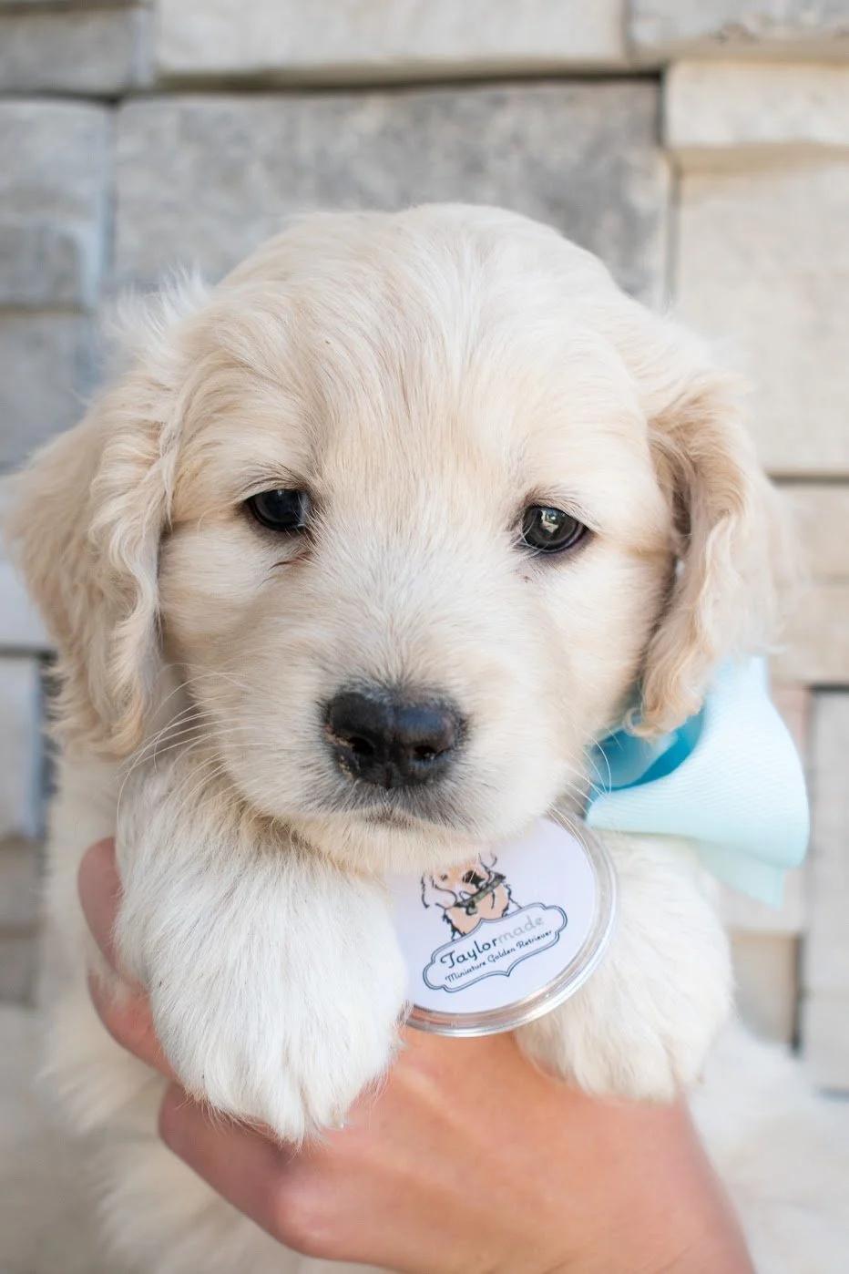 Mini Golden Gunner 6 weeks.jpg