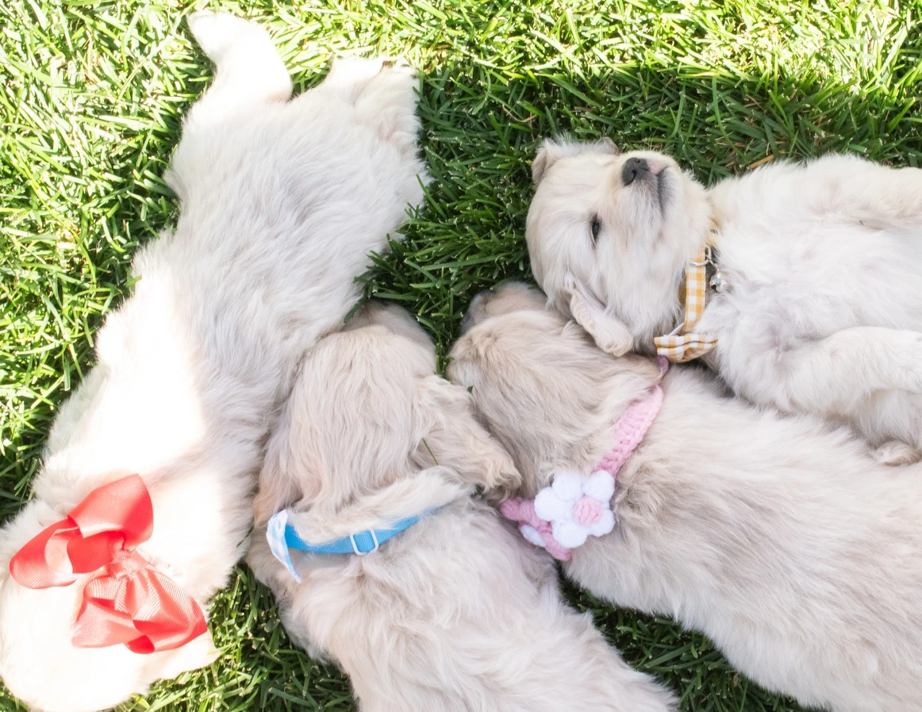 Mini Golden Retriever Gunner with his littermates.jpg