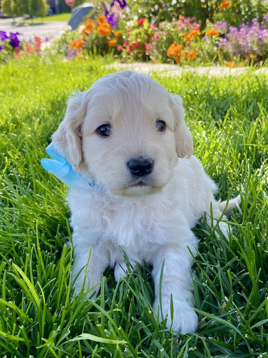 Mini Golden Retriever Gunner in the grass with floweres.jpg