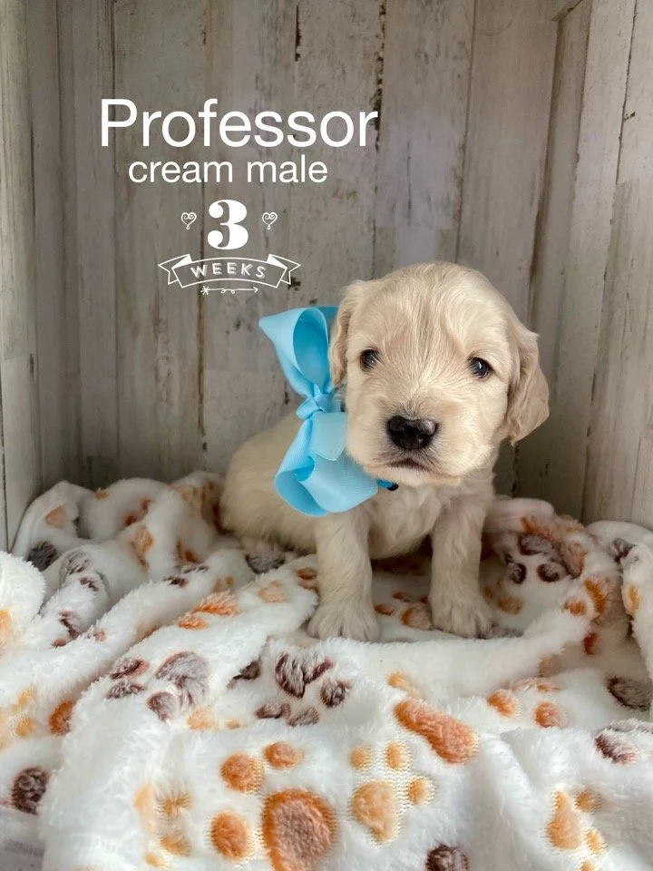 Mini Golden Retriever Gunner 3 weeks old.JPG