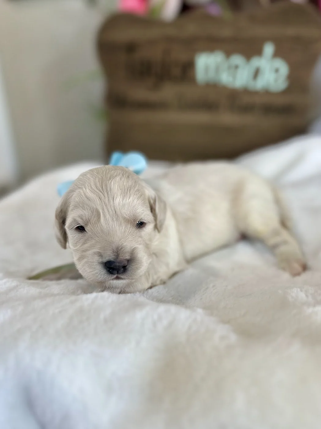 Mini Golden Retriever 2 weeks old.jpg