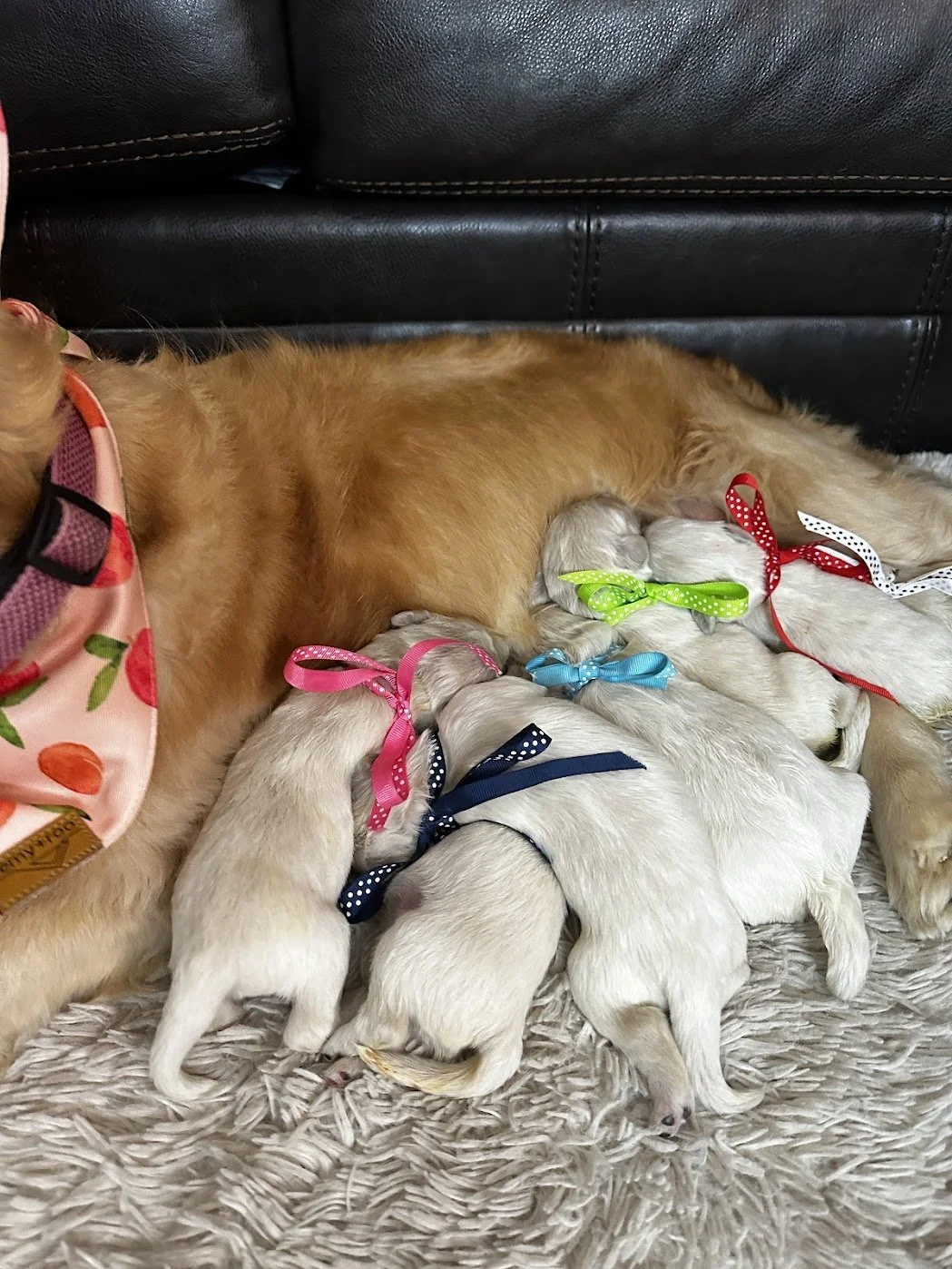 Newborn Mini Golden Retrievers Gunner with his mom.jpg