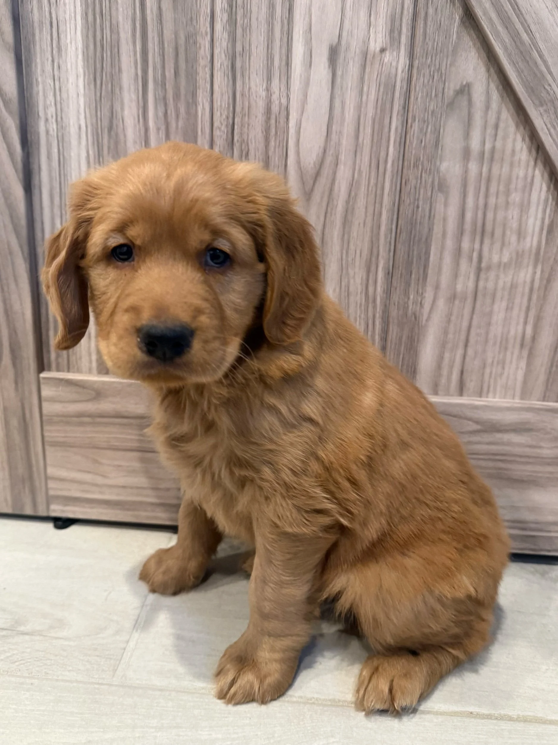 Yukon dark gold male