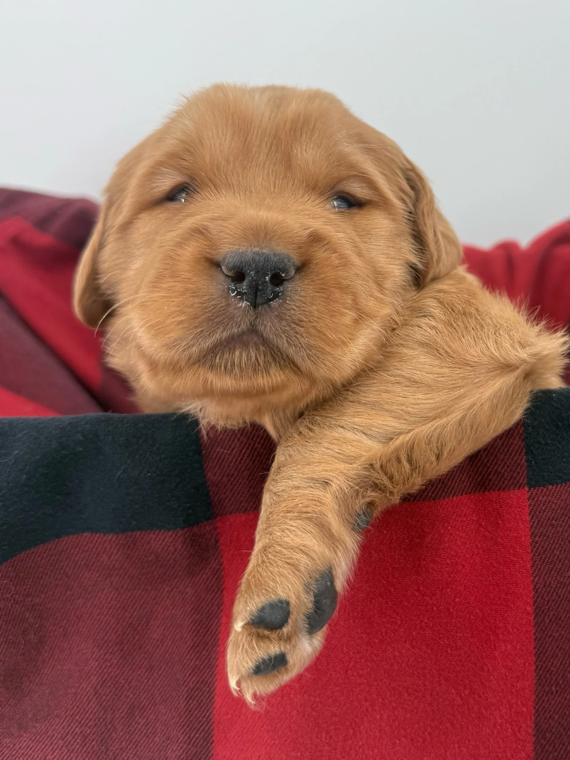 Yukon Dark gold male